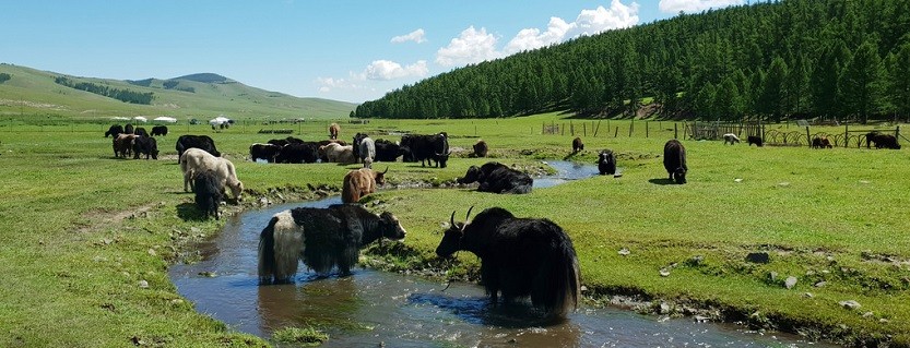 Forests, meadows, pastures